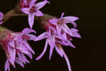 Fewflower blazing star